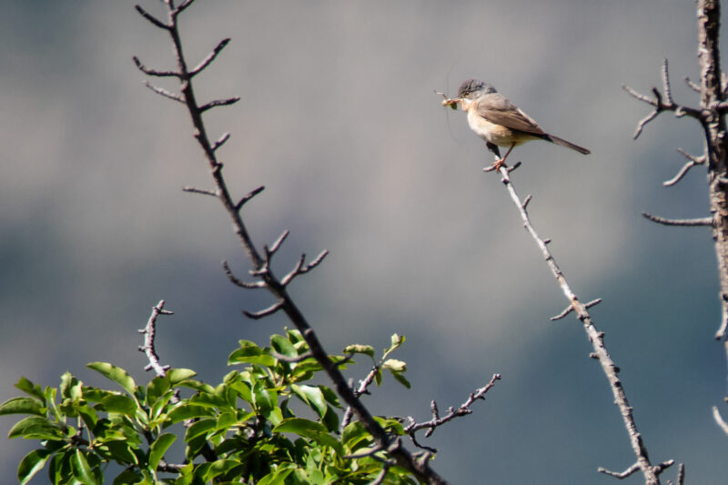 Fauvette passerinette avec un insecte